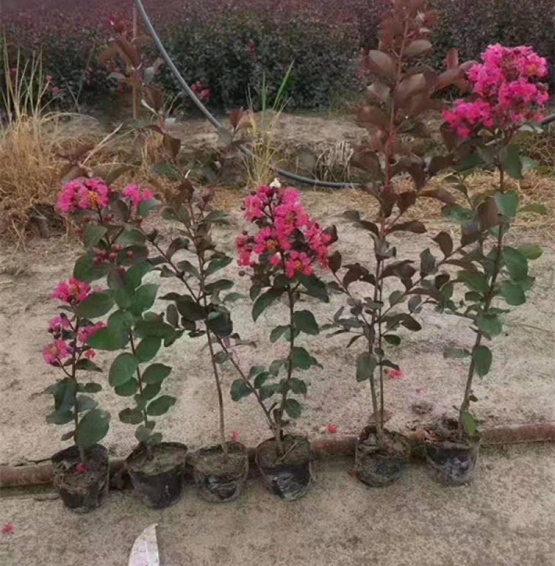 丛生紫薇天鹅绒矮紫薇杯苗可用于景区公园等各种绿化施工