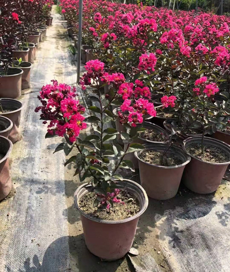 丛生紫薇天鹅绒矮紫薇杯苗可用于景区公园等各种绿化施工