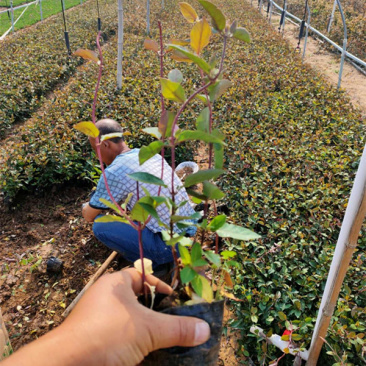 景区廊架金银花小苗红花红叶金银花批发花期5-9月三