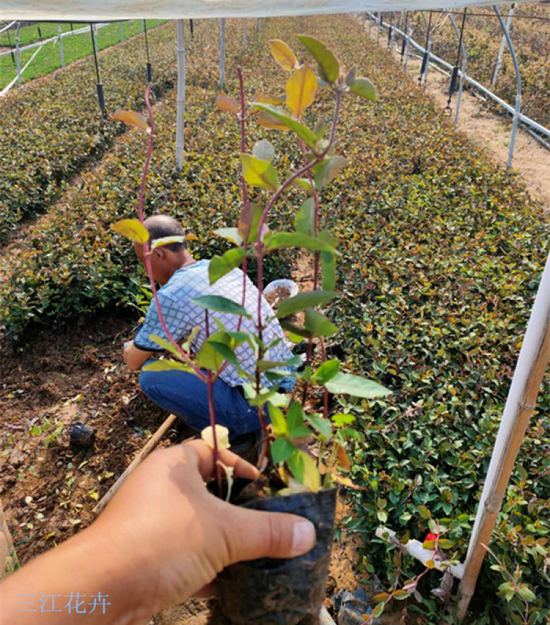 景区廊架金银花小苗红花红叶金银花批发花期5-9月三