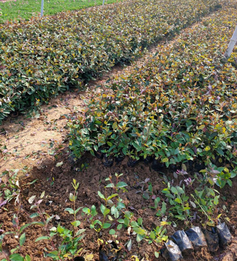 景区廊架金银花小苗红花红叶金银花批发花期5-9月三