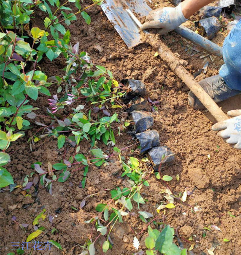 景区廊架金银花小苗红花红叶金银花批发花期5-9月三