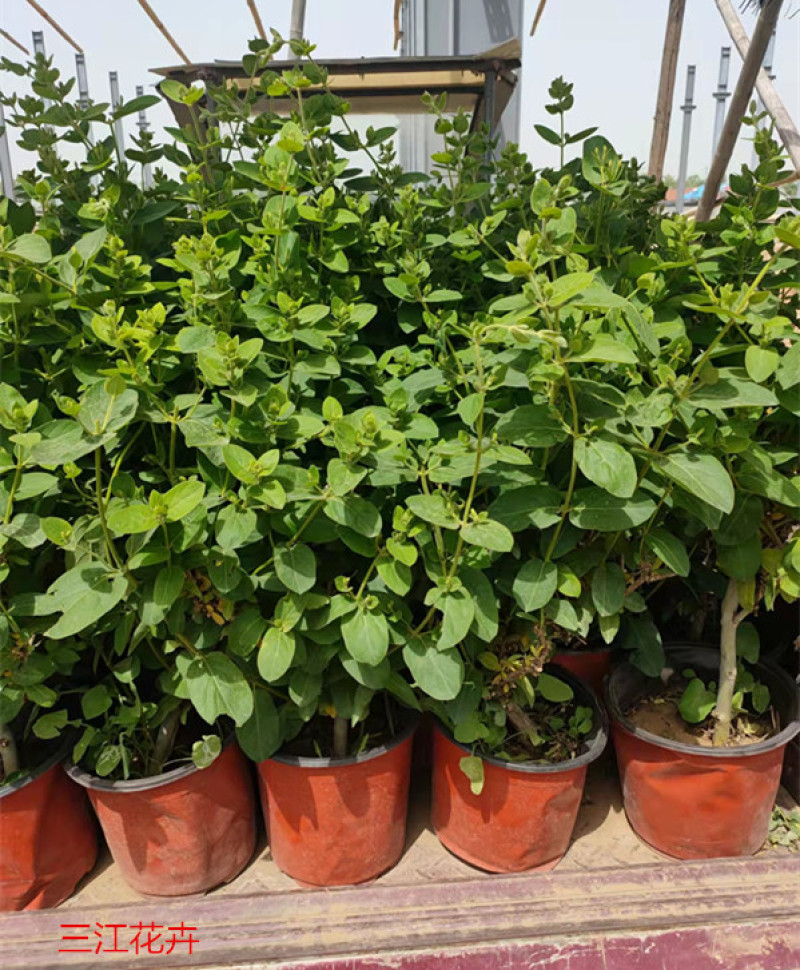 景区廊架金银花小苗红花红叶金银花批发花期5-9月三