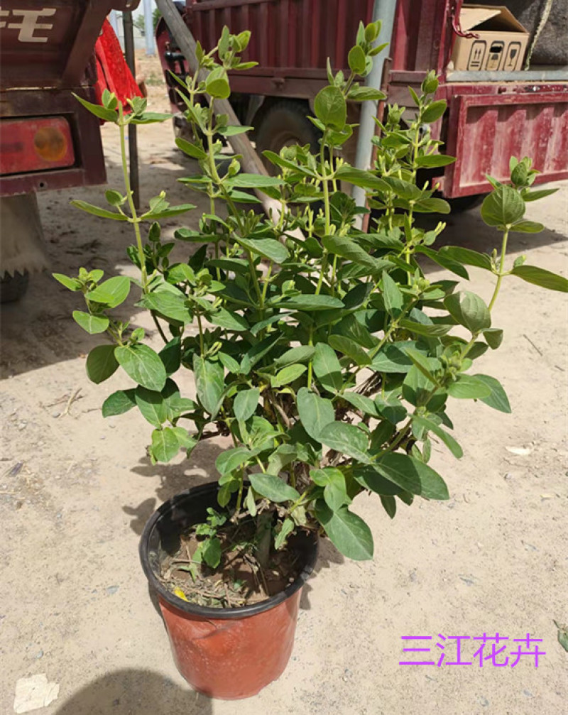 景区廊架金银花小苗红花红叶金银花批发花期5-9月三