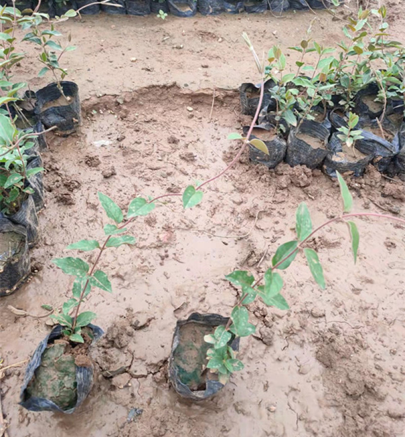 景区廊架金银花小苗红花红叶金银花批发花期5-9月三