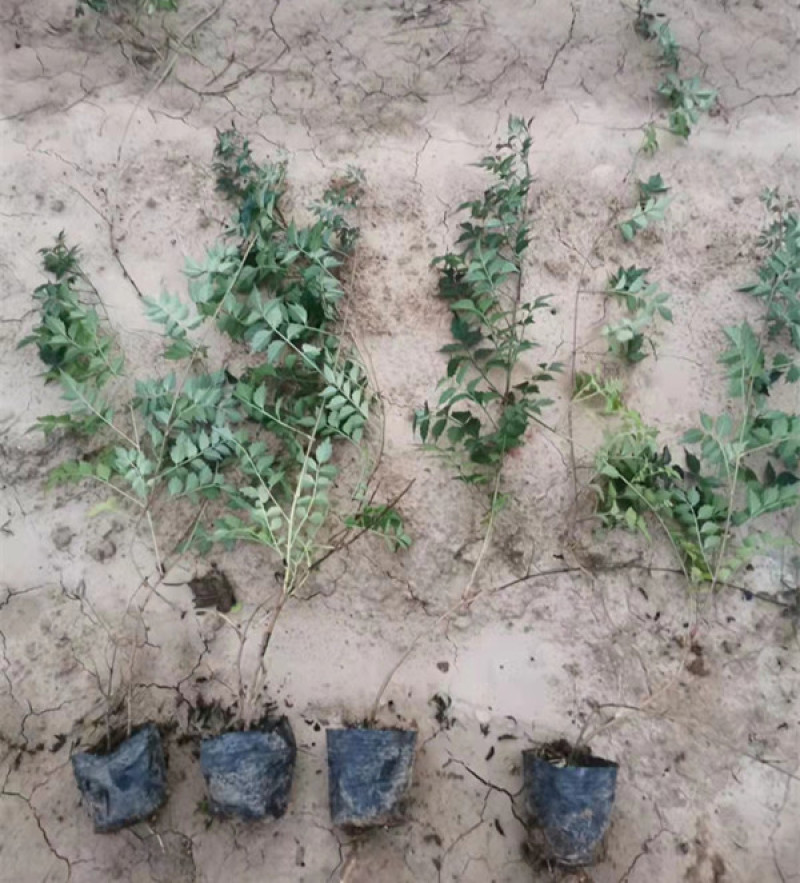 供应绿化用凌霄小苗凌霄花苗批发凌霄花盆栽价格量大