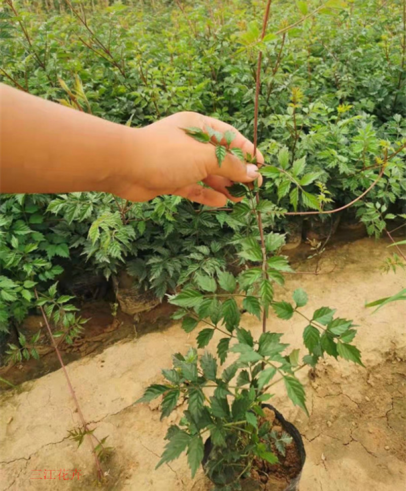 供应绿化用凌霄小苗凌霄花苗批发凌霄花盆栽价格量大