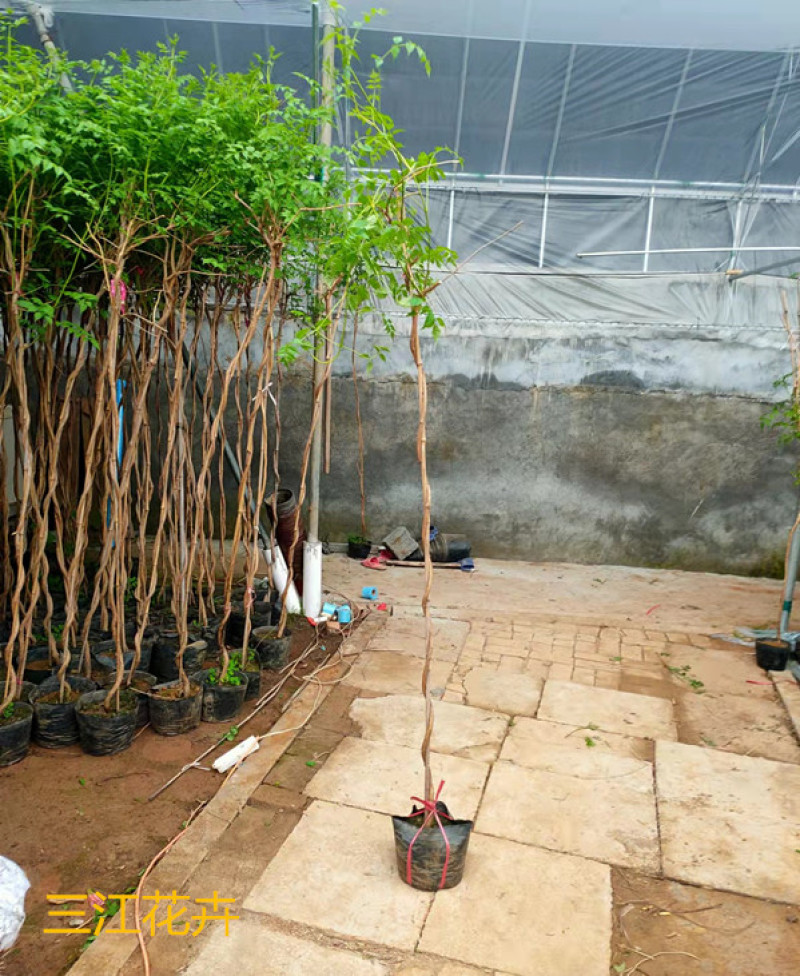 供应绿化用凌霄小苗凌霄花苗批发凌霄花盆栽价格量大