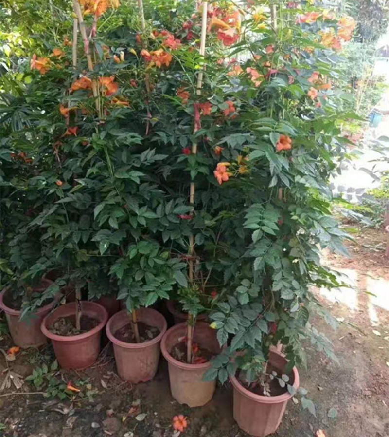 供应绿化用凌霄小苗凌霄花苗批发凌霄花盆栽价格量大