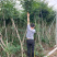 供应绿化用凌霄小苗凌霄花苗批发凌霄花盆栽价格量大