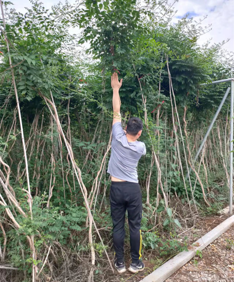 供应绿化用凌霄小苗凌霄花苗批发凌霄花盆栽价格量大