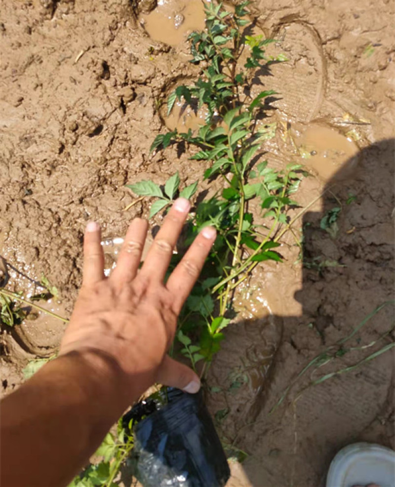 供应绿化用凌霄小苗凌霄花苗批发凌霄花盆栽价格量大