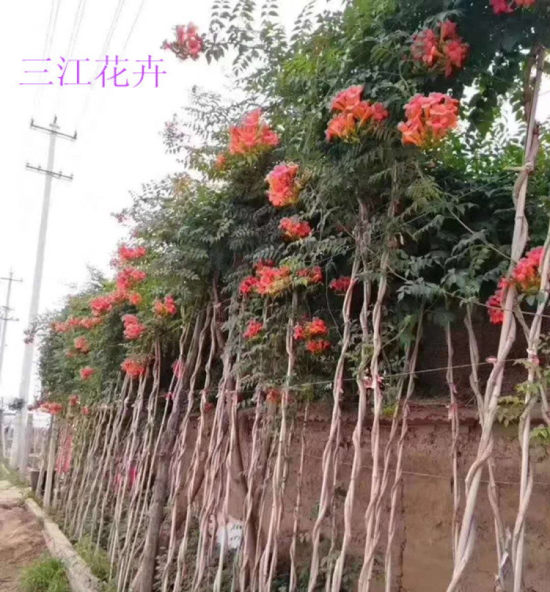 供应绿化用凌霄小苗凌霄花苗批发凌霄花盆栽价格量大