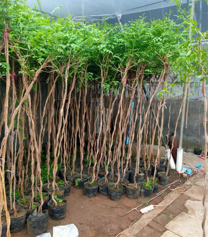供应绿化用凌霄小苗凌霄花苗批发凌霄花盆栽价格量大