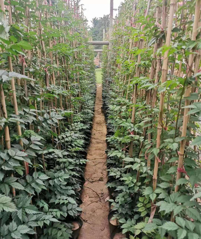 供应绿化用凌霄小苗凌霄花苗批发凌霄花盆栽价格量大