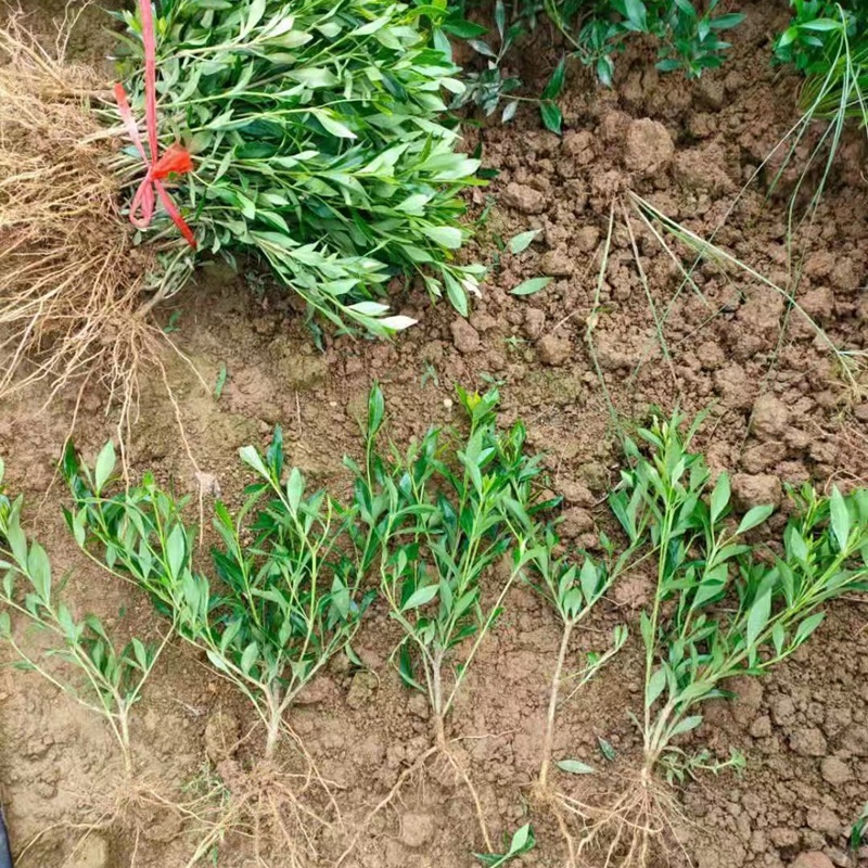 小叶栀子花苗海栀狭雀舌水栀子粗壮多分枝园林绿化小树苗