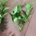 大叶栀子花苗黄栀子山栀子荷花牡丹栀子小苗枝子花