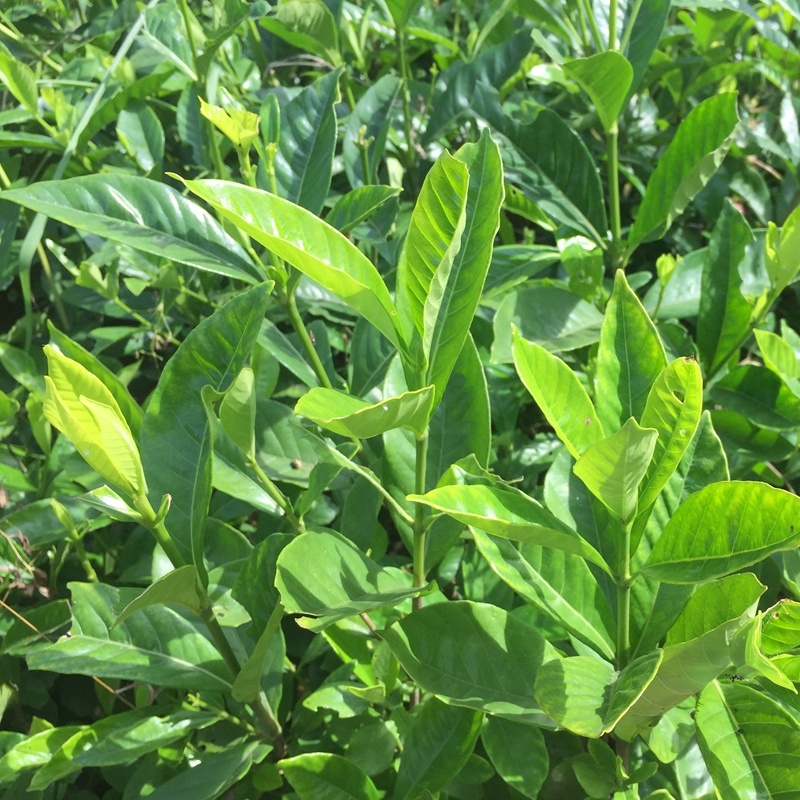 大叶栀子花苗黄栀子山栀子荷花牡丹栀子小苗枝子花