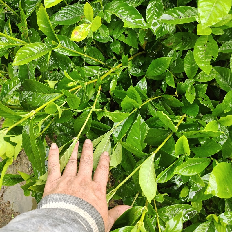 大叶栀子花苗黄栀子山栀子荷花牡丹栀子小苗枝子花