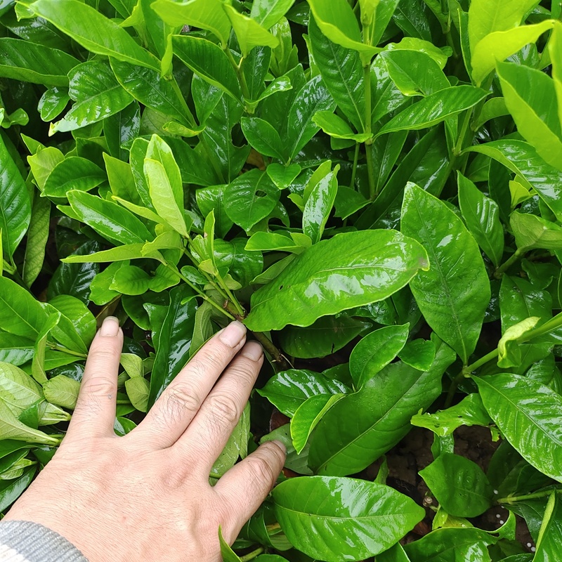 大叶栀子花苗黄栀子山栀子荷花牡丹栀子小苗枝子花