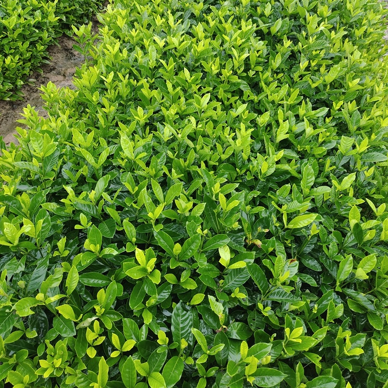 大叶栀子花苗黄栀子山栀子荷花牡丹栀子小苗枝子花