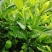 大叶栀子花苗黄栀子山栀子荷花牡丹栀子小苗枝子花