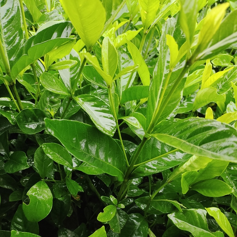 大叶栀子花苗黄栀子山栀子荷花牡丹栀子小苗枝子花