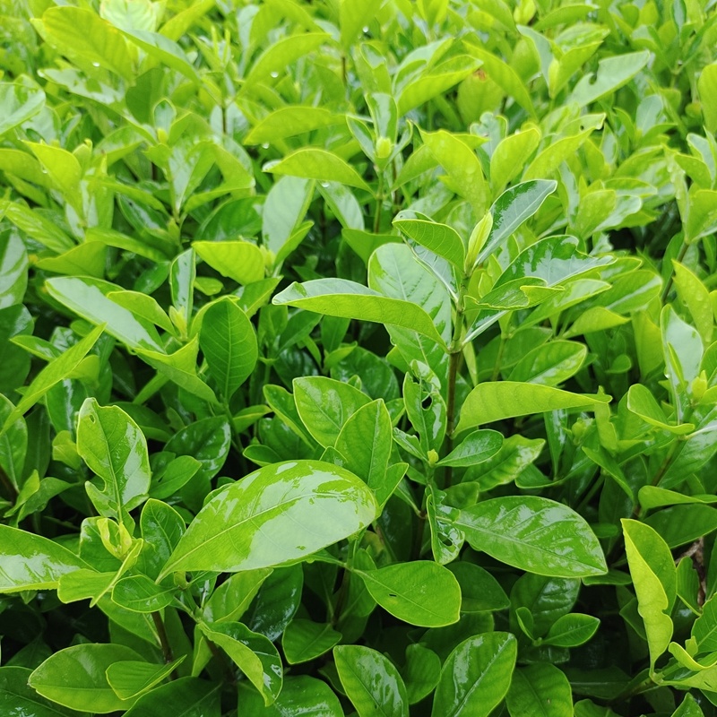 大叶栀子花苗黄栀子山栀子荷花牡丹栀子小苗枝子花