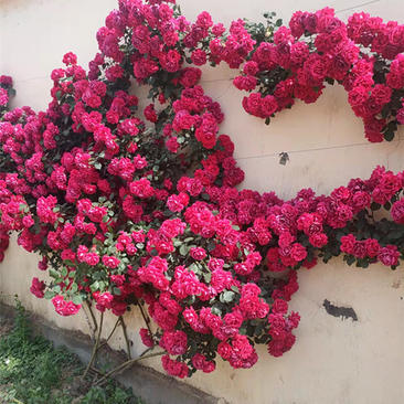 蔷薇花红花蔷薇种植基地三季蔷薇批发价格三江花卉