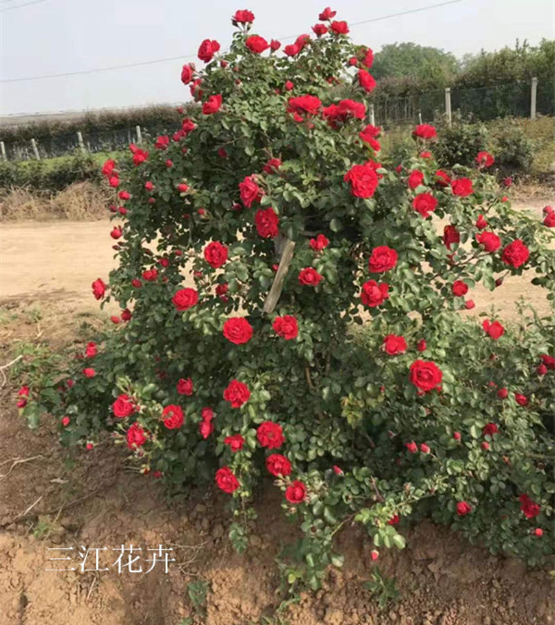蔷薇花红花蔷薇种植基地三季蔷薇批发价格三江花卉