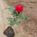 蔷薇花红花蔷薇种植基地三季蔷薇批发价格三江花卉