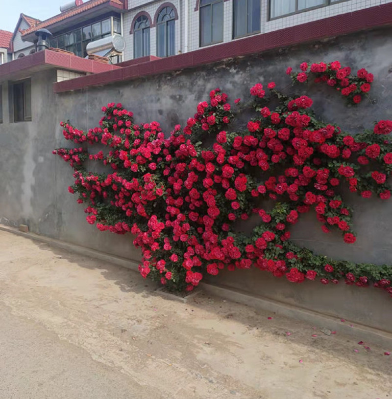 蔷薇花红花蔷薇种植基地三季蔷薇批发价格三江花卉