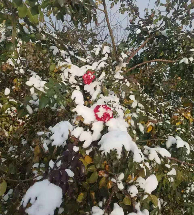 蔷薇花红花蔷薇种植基地三季蔷薇批发价格三江花卉