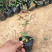 蔷薇花红花蔷薇种植基地三季蔷薇批发价格三江花卉