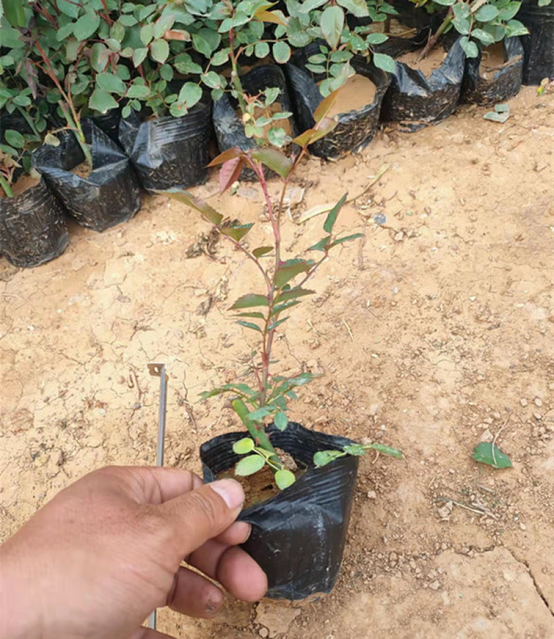 蔷薇花红花蔷薇种植基地三季蔷薇批发价格三江花卉