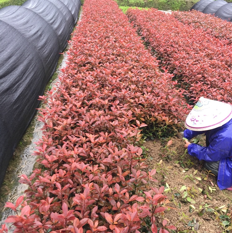红叶石楠小苗红叶石楠绿篱红叶石楠大杯