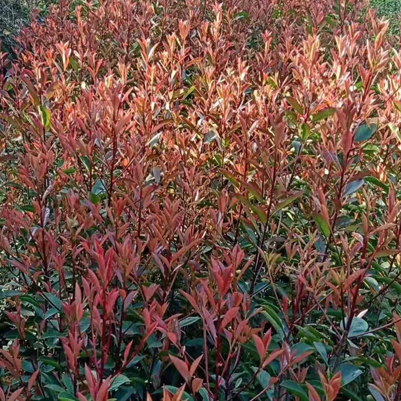 红叶石楠小苗红叶石楠绿篱红叶石楠大杯