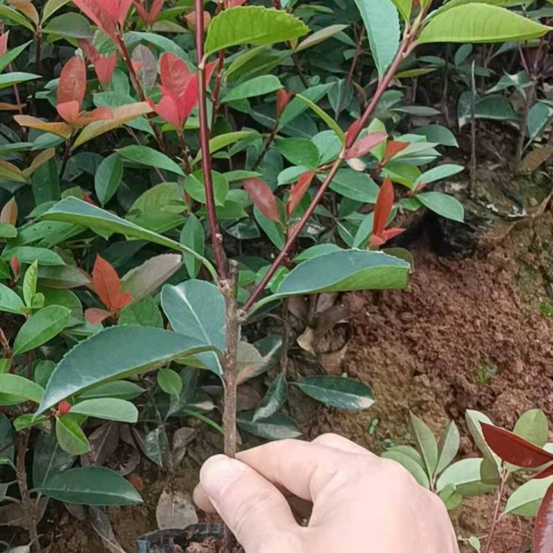 红叶石楠小苗红叶石楠绿篱红叶石楠大杯