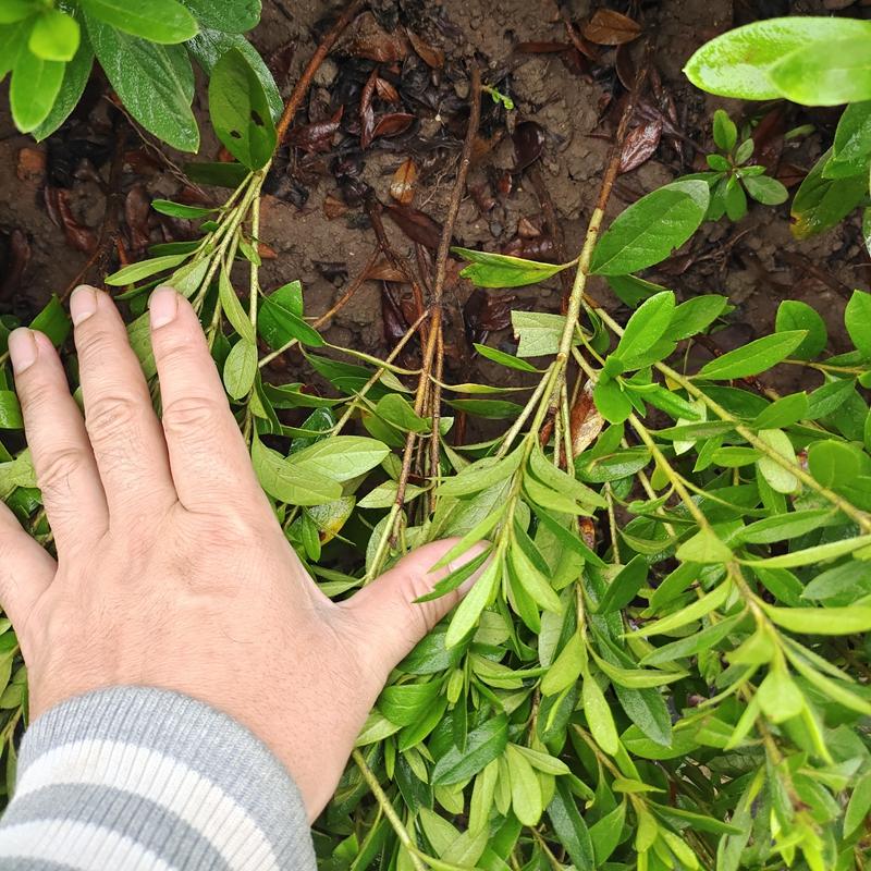 湖南四季毛杜鹃花小苗紫花毛叶杜鹃球高山夏杜鹃树价格