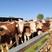 西门塔尔牛全国免费运输包成活包技术指导