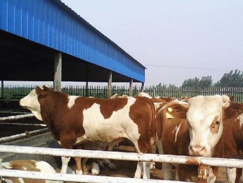 西门塔尔牛全国免费运输包成活包技术指导