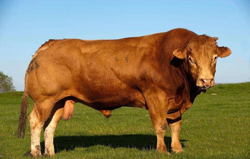 利木赞牛签订合同包回收买10送1品种纯正涨势快产出高