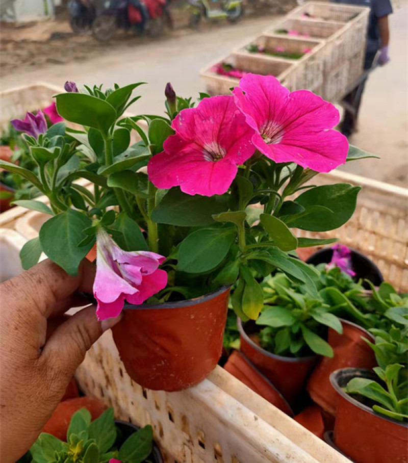 矮牵牛花苗青州矮牵牛批发价格山东草花矮牵牛基地直销