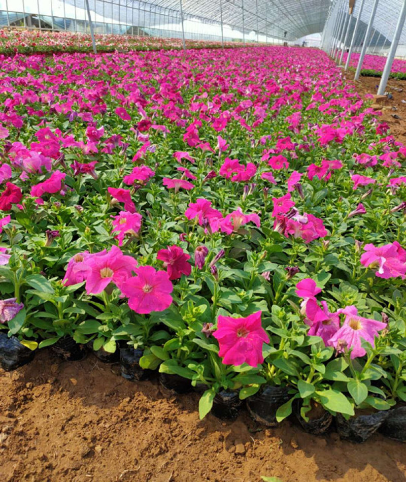 矮牵牛花苗青州矮牵牛批发价格山东草花矮牵牛基地直销