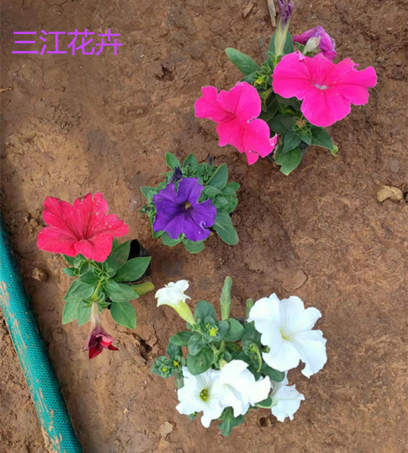 矮牵牛花苗青州矮牵牛批发价格山东草花矮牵牛基地直销