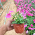矮牵牛花苗青州矮牵牛批发价格山东草花矮牵牛基地直销