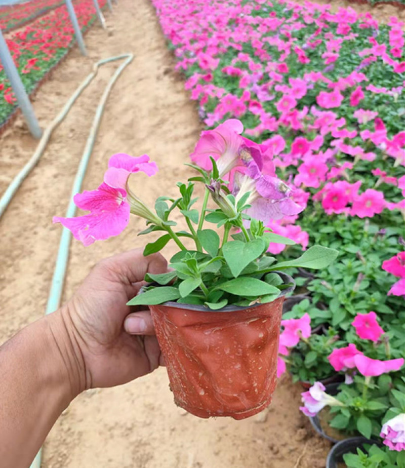 矮牵牛花苗青州矮牵牛批发价格山东草花矮牵牛基地直销