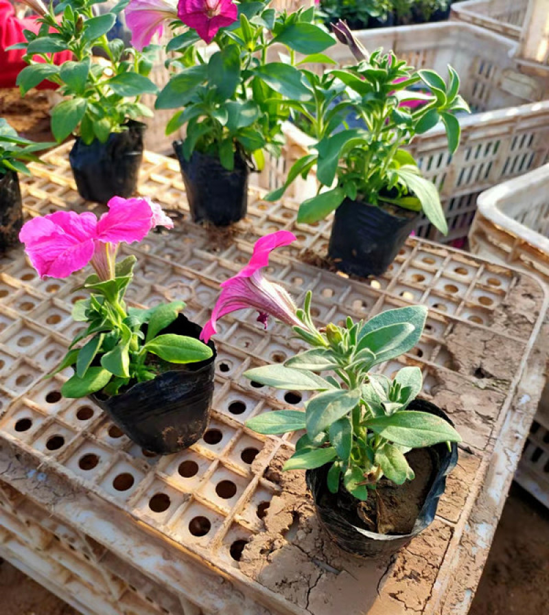 矮牵牛花苗青州矮牵牛批发价格山东草花矮牵牛基地直销