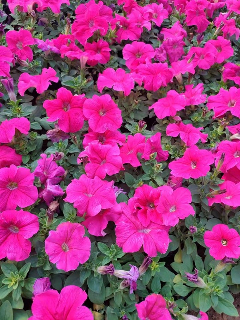 矮牵牛花苗青州矮牵牛批发价格山东草花矮牵牛基地直销