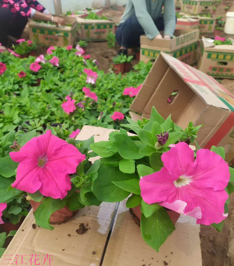 矮牵牛花苗青州矮牵牛批发价格山东草花矮牵牛基地直销